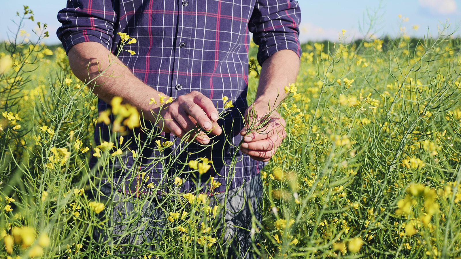 farmer in canola field